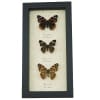 Real Framed Butterfly Collection North American Brush footed Butterflies Taxidermy Display