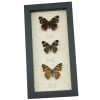 Real Framed Butterfly Collection North American Brush footed Butterflies Taxidermy Display