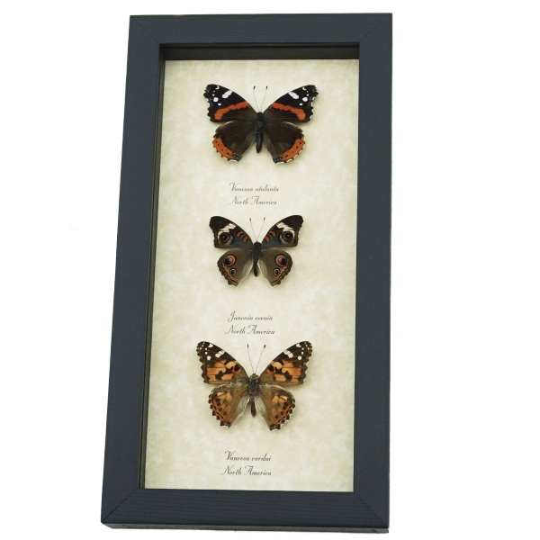 Real Framed Butterfly Collection North American Brush footed Butterflies Taxidermy Display