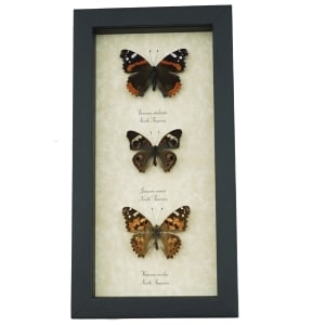 Real Framed Butterfly Collection North American Brush footed Butterflies Taxidermy Display