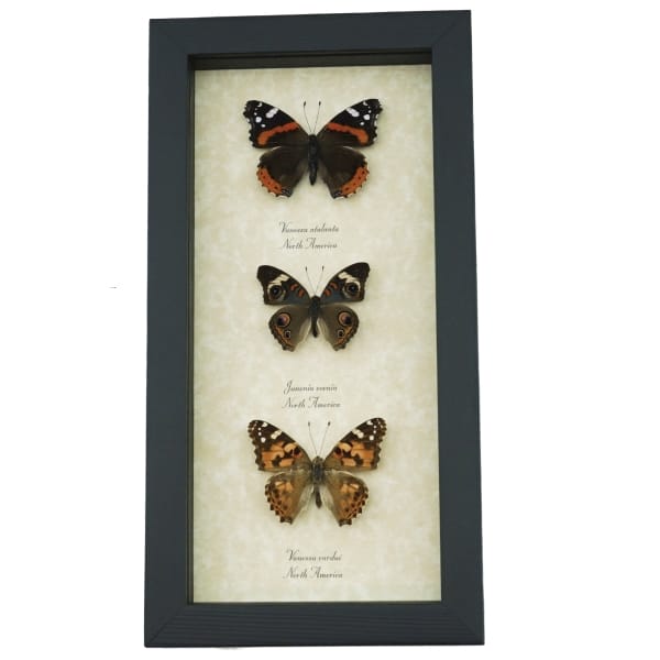 Real Framed Butterfly Collection North American Brush footed Butterflies Taxidermy Display