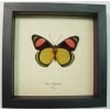 Batesia hypochlora Verso Butterfly Real Framed Taxidermy Display
