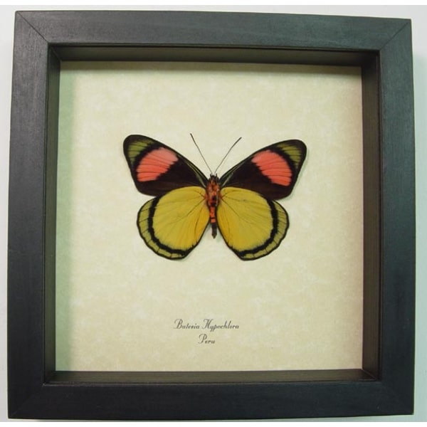 Batesia hypochlora Verso Butterfly Real Framed Taxidermy Display