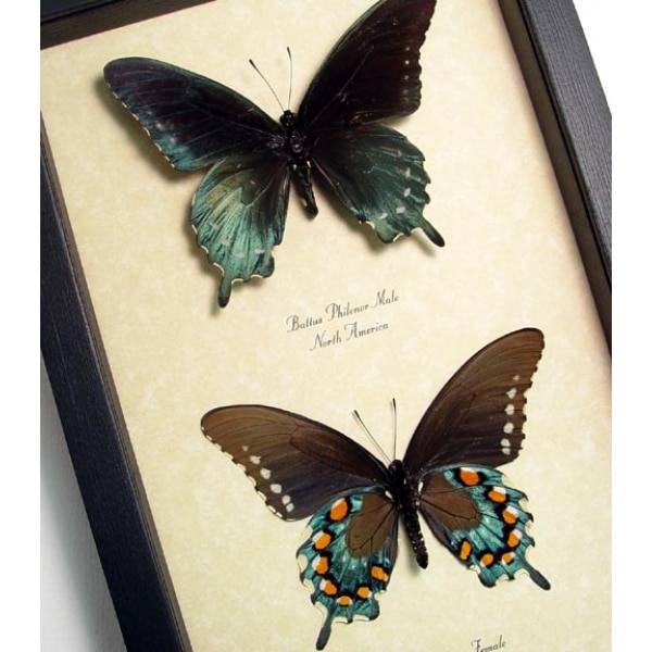 Battus Philenor Pair Pipevine Swallowtail Butterflies Framed Taxidermy