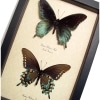 Battus Philenor Pair Pipevine Swallowtail Butterflies Framed Taxidermy