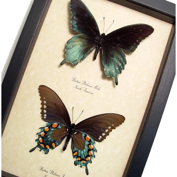 Battus Philenor Pair Pipevine Swallowtail Butterflies Framed Taxidermy