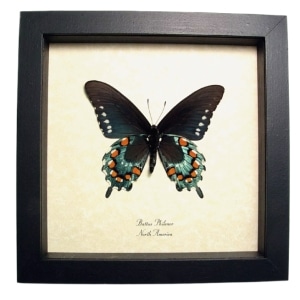 Pipevine Swallowtail Butterfly Battus philenor Verso Framed Taxidermy Display
