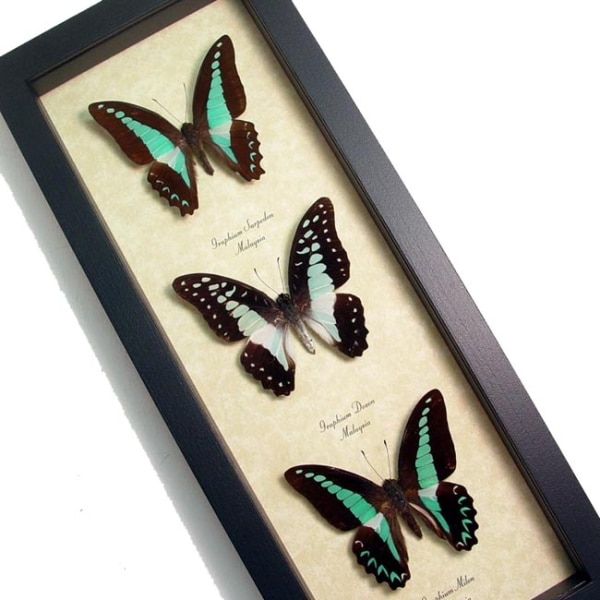 Graphium Collection Blue Butterflies Butterfly Designs USA Real