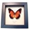 Red Lacewing Butterfly Cethosia biblis Framed Taxidermy Display