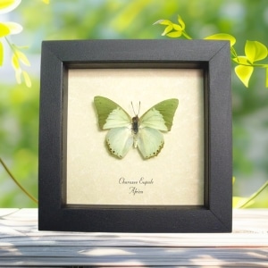 Charaxes eupale African Green Leaf Butterfly Framed Taxidermy Display