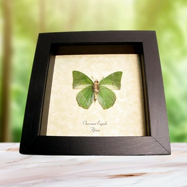 Charaxes eupale Verso African Green Leaf Butterfly Framed Taxidermy Display