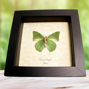 Charaxes eupale Verso African Green Leaf Butterfly Framed Taxidermy Display