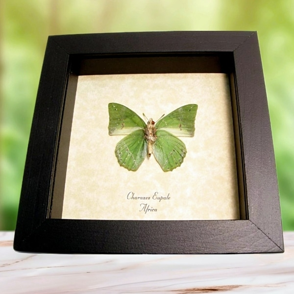 Charaxes eupale Verso African Green Leaf Butterfly Framed Taxidermy Display