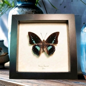 Charaxes imperialis Imperial Blue Butterfly Framed Taxidermy Display