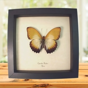 Cymothoe beckeri Male African Butterfly Framed Taxidermy Display