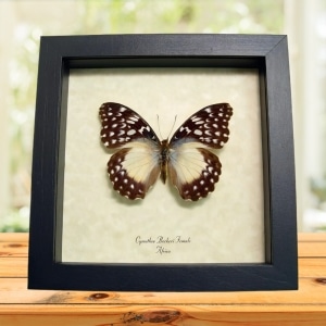 Cymothoe Beckeri Female African Butterfly Framed Taxidermy Display Species: Cymothoe Beckeri Female Common Name:  Becker's Creamy Yellow Glider. Native Origin: Africa Frame size: 6 1/2” x 6 1/2” Frame Color: black Wood Frame: Finest Handmade Museum Quality Sealed Shadowbox Display. Glass: 99% UV Blocking Museum Grade Conservation Glass to Prevent Insect Fading.