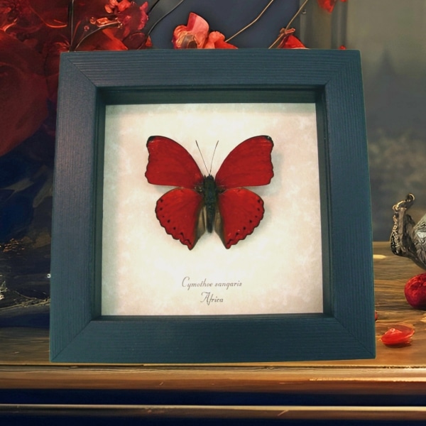 Real Framed Red Glider Butterfly Cymothoe sangaris Taxidermy Display