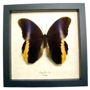 Real Purple Owl Butterfly Caligo Atreus Ajax Framed Taxidermy Display
