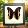 Real Purple Owl Butterfly Caligo Atreus Ajax Framed Taxidermy Display