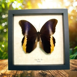 Real Purple Owl Butterfly Caligo Atreus Ajax Framed Taxidermy Display
