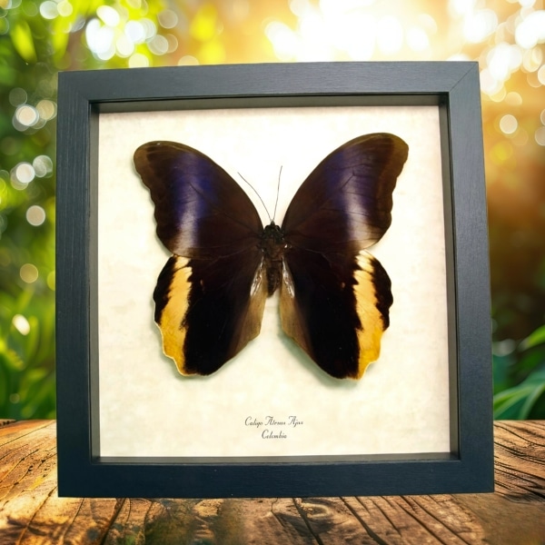 Real Purple Owl Butterfly Caligo Atreus Ajax Framed Taxidermy Display