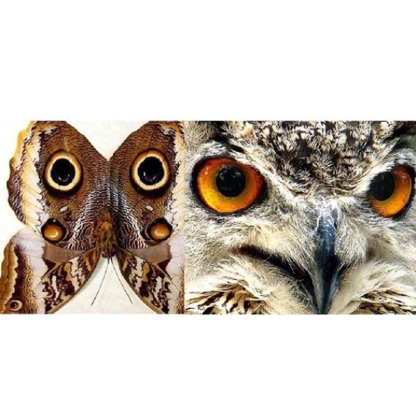 Caligo atreus ajax Verso Giant Framed Butterfly Taxidermy Display