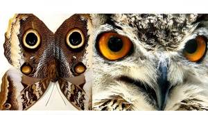Giant Owl Mimic Butterfly Caligo atreus ajax Verso Framed Taxidermy Display