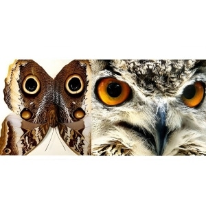 Giant Owl Mimic Butterfly Caligo atreus ajax Verso Framed Taxidermy Display