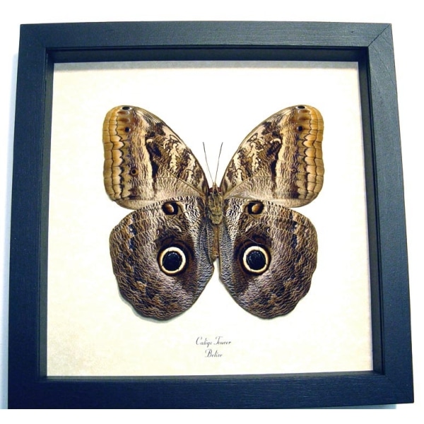 Caligo teucer Verso Owl Butterfly