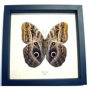 Caligo teucer Verso Owl Butterfly Framed Taxidermy Display