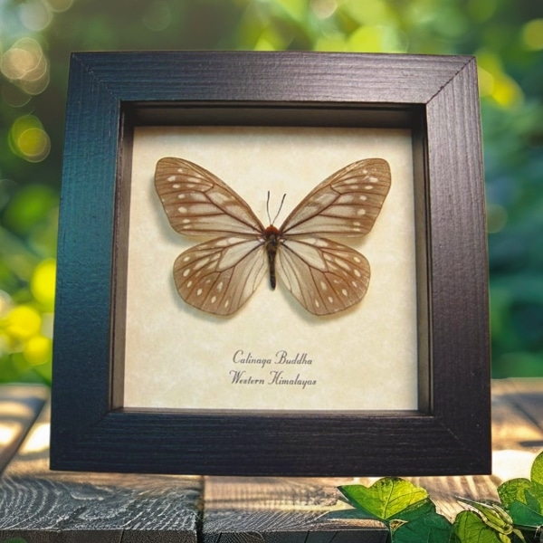 Calinaga buddha Himalayas Butterfly Framed Taxidermy Display