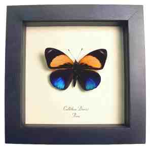 Framed Blue Orange Butterfly Callithea Asterope markii davisi Taxidermy Display