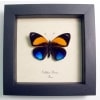 Callithea Asterope markii davisi Blue Orange Butterfly Framed Taxidermy Display
