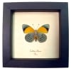 Framed Blue Orange Butterfly Callithea Asterope markii davisi verso Taxidermy Display