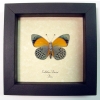 Callithea Asterope markii davisi Verso Blue Orange Butterfly Framed Taxidermy Display
