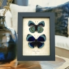Charles Darwin Butterfly Pair Callithea philotima Asterope leprieuri Framed Taxidermy Display