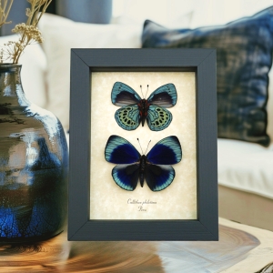 Charles Darwin Butterfly Pair Callithea philotima Asterope leprieuri Framed Taxidermy Display