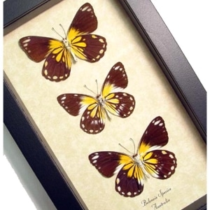 Caper Whites Butterfly Collection Framed Australian Butterflies Taxidermy Display
