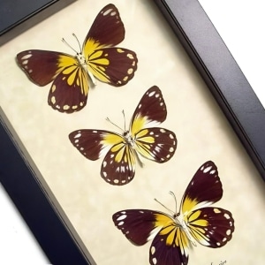 Caper Whites Butterfly Collection Framed Australian Butterflies Taxidermy Display