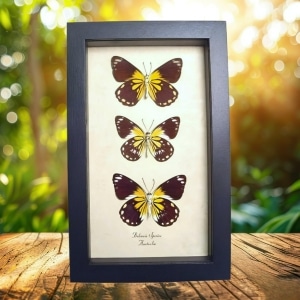Caper Whites Butterfly Collection Framed Australian Butterflies Taxidermy Display