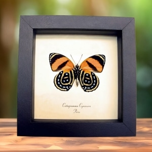 Framed Orange Butterfly Catagramma cynosura Verso Taxidermy Display