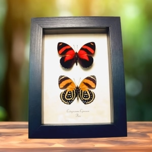 Blood Red Orange Butterflies Catagramma cynosura Framed Butterfly Set