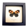 Framed Orange Butterfly Catagramma cynosura Verso Taxidermy Display