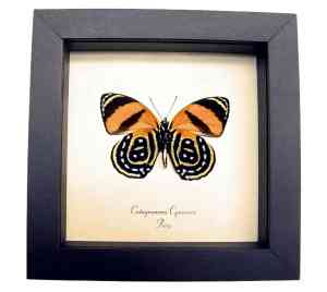 Framed Orange Butterfly Catagramma cynosura Verso Taxidermy Display