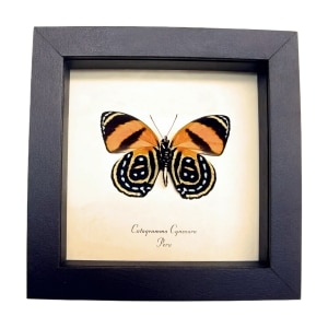Framed Orange Butterfly Catagramma cynosura Verso Taxidermy Display