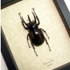 Chalcosoma atlas Rhino Beetle Framed Taxidermy Display