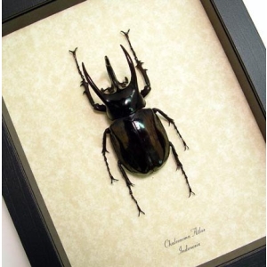 Chalcosoma atlas Rhino Beetle Framed Taxidermy Display