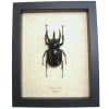 Real Framed Atlas Beetle Chalcosoma atlas Taxidermy Display
