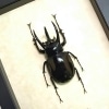 Real Framed Atlas Beetle Chalcosoma atlas Taxidermy Display