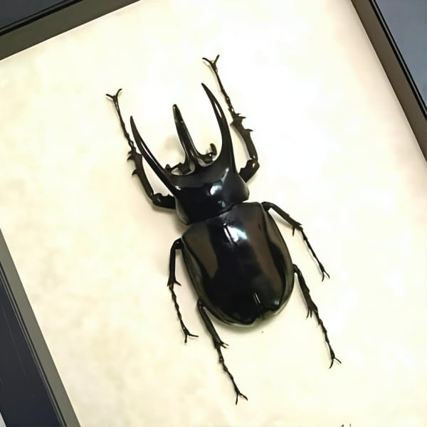 Real Framed Atlas Beetle Chalcosoma atlas Taxidermy Display